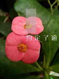 约定了逾期还款的违约金总额 约定了逾期还款的违约金总额