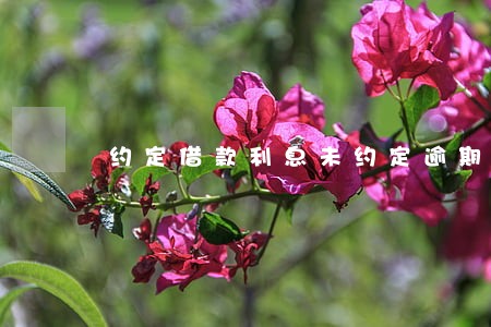 约定借款利息未约定逾期利息 约定借款利息未约定逾期利息