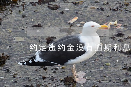 约定违约金没有逾期利息 约定违约金没有逾期利息