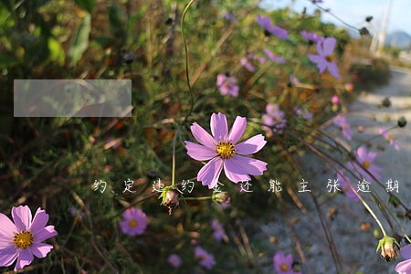 约定违约金还能主张逾期利息吗 约定违约金还能主张逾期利息吗