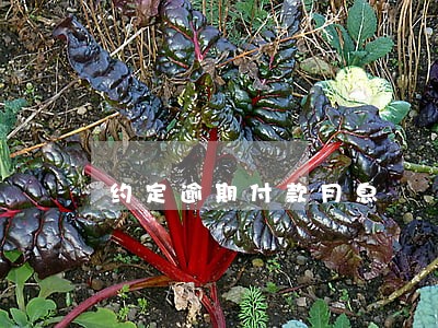 约定逾期付款月息