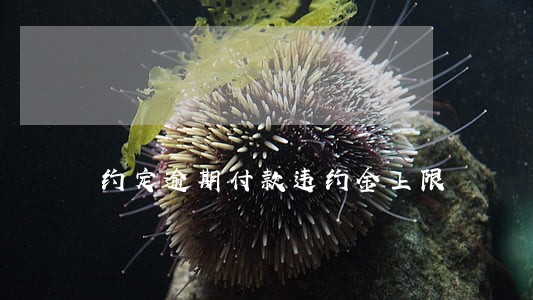 约定逾期付款违约金上限 约定逾期付款违约金上限