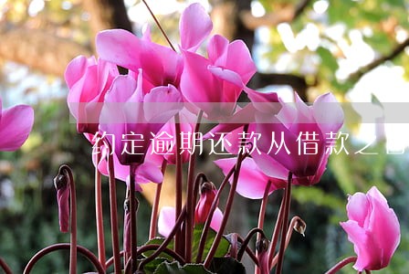 约定逾期还款从借款之日计算利息 约定逾期还款从借款之日计算利息