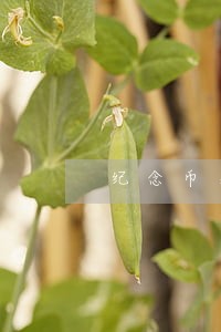 纪念币出售违法吗 纪念币出售违法吗