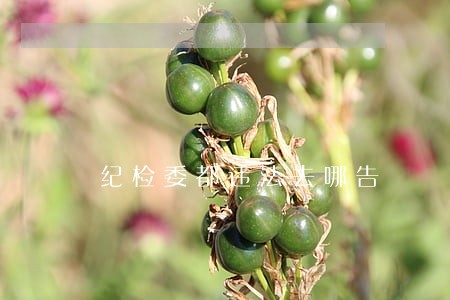 纪检委都违法去哪告