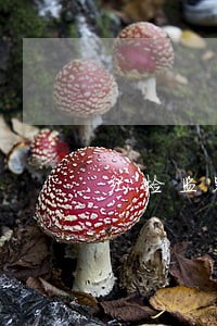 纪检监察机关收缴违规违法所得 纪检监察机关收缴违规违法所得