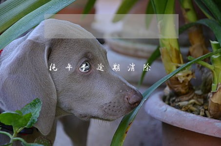纯年费逾期消除 纯年费逾期消除