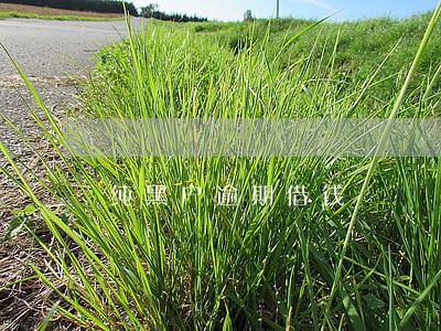 纯黑户逾期借钱 纯黑户逾期借钱