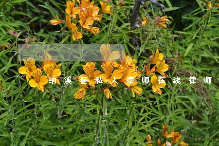纳溪区私人律师在线律师咨询 纳溪区私人律师在线律师咨询