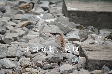 纳溪强制其兑现