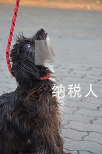 纳税人申请减免税逾期 纳税人申请减免税逾期