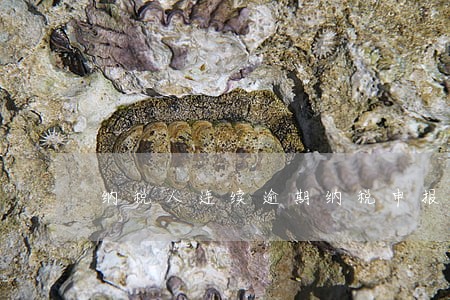 纳税人连续逾期纳税申报的 纳税人连续逾期纳税申报的