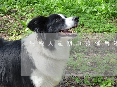 纳税人逾期申报催后还不申报 纳税人逾期申报催后还不申报
