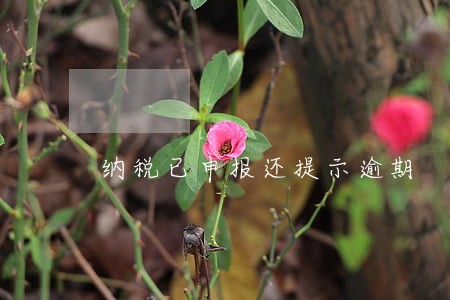 纳税已申报还提示逾期 纳税已申报还提示逾期