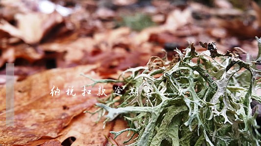 纳税扣款逾期怎么办 纳税扣款逾期怎么办