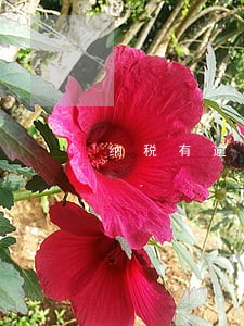 纳税有逾期可以申请微捷贷 纳税有逾期可以申请微捷贷