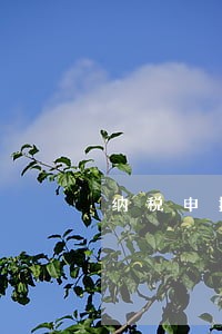 纳税申报可以逾期几次 纳税申报可以逾期几次