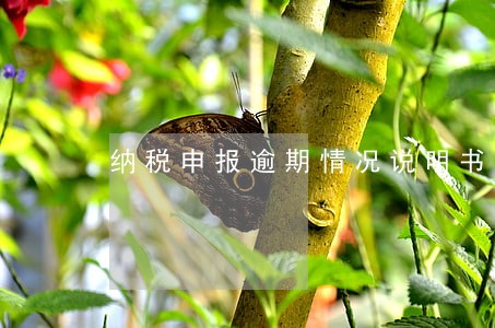 纳税申报逾期情况说明书