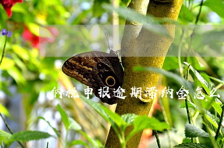 纳税申报逾期滞纳金怎么计算
