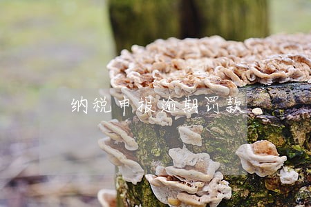 纳税申报逾期罚款