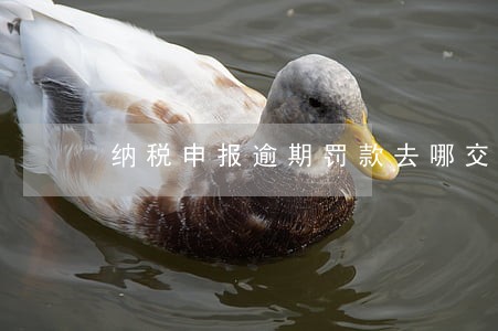 纳税申报逾期罚款去哪交罚款 纳税申报逾期罚款去哪交罚款