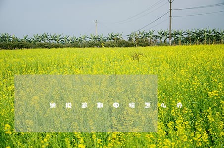 纳税逾期申报怎么办 纳税逾期申报怎么办