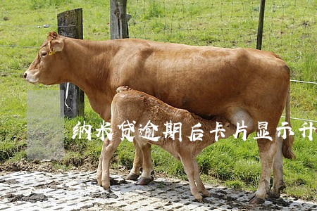 纳米贷逾期后卡片显示升级 纳米贷逾期后卡片显示升级