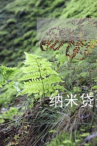纳米贷逾期轰炸通讯录 纳米贷逾期轰炸通讯录