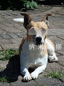 纳米逾期自动扣款中 纳米逾期自动扣款中