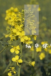 纵华律师事务所电话