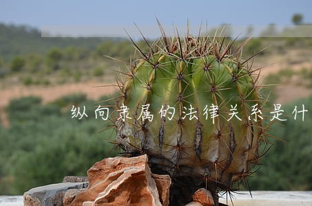 纵向隶属的法律关系是什么法