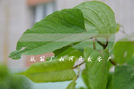 纸箱厂如何开发客户 纸箱厂如何开发客户