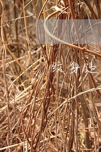 纹身违法吗 纹身违法吗
