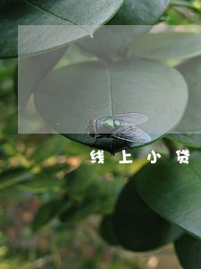线上小贷逾期会坐牢吗 线上小贷逾期会坐牢吗