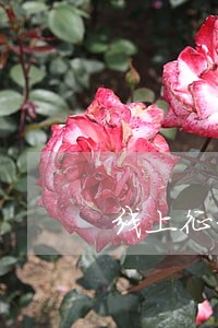 线上征信报告会逾期吗 线上征信报告会逾期吗