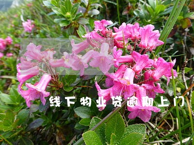 线下物业贷逾期上门 线下物业贷逾期上门