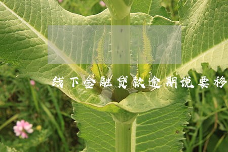 线下金融贷款逾期说要移交法院 线下金融贷款逾期说要移交法院