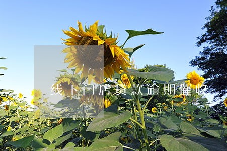 线下门店贷款逾期催收 线下门店贷款逾期催收
