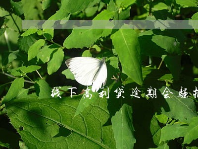 线下高利贷逾期会骚扰家人吗 线下高利贷逾期会骚扰家人吗