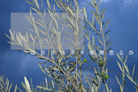 组合贷信用卡逾期怎么办