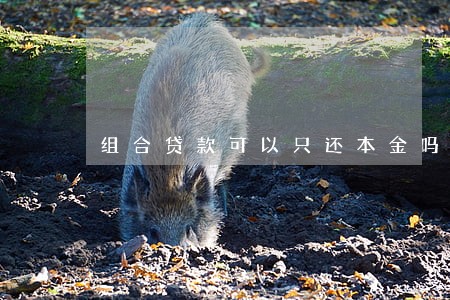 组合贷款可以只还本金吗 组合贷款可以只还本金吗