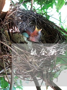 组合贷逾期违约吗