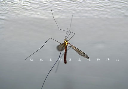 组织上的隶属性经济法