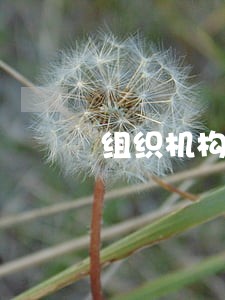 组织机构代码证逾期罚款吗