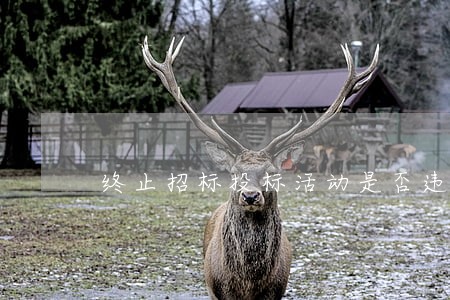 终止招标投标活动是否违法 终止招标投标活动是否违法