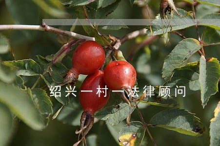 绍兴一村一法律顾问 绍兴一村一法律顾问