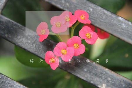 绍兴交通违法承诺书 绍兴交通违法承诺书