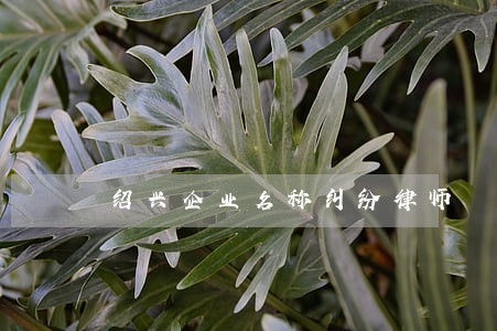 绍兴企业名称纠纷律师