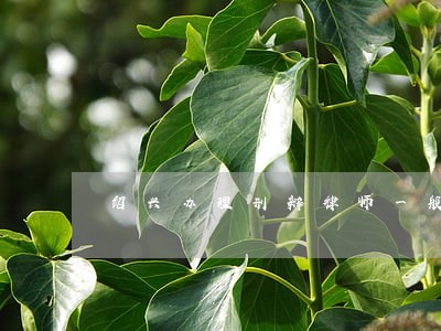 绍兴办理刑辩律师一般怎么收费 绍兴办理刑辩律师一般怎么收费