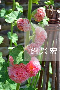 绍兴宏景置业有限公司商票逾期